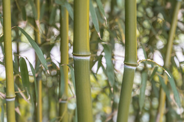 Close-up of slender bamboo stalks with serrated leaves, in a natural outdoor setting, shallow depth...