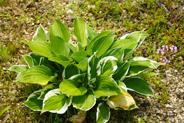 Variegated Hosta in a Garden Bed