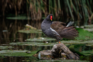 An adult Common Moorhen stands on a wooden log in the water, stretching its wings and looking toward the camera lens on a sunny summer day.
