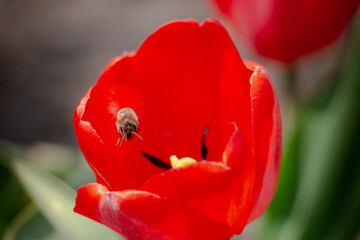 Bee and poppy and tulip flower. Nice bokeh effect of early morning golden hour. Meditation of...