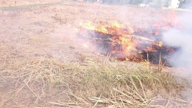 Stubble Burning in India( Parali burning), also known as stubble or straw burning, is the practice of setting fire to crop residue left after harvesting, primarily in agricultural regions of India. Th