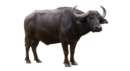 Gardinen Large Dark Brown Water Buffalo with Curved Horns on Transparent Background © Dilarisi