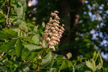 Close-up shot of a vibrant pink and white flower against lush green foliage, natural backdrop,...