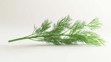 Fresh dill sprig against white background