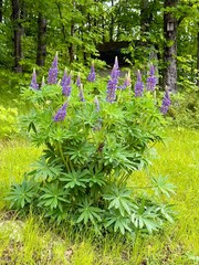 Large-leaved lupine - Lupinus polyphyllus 