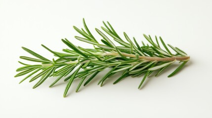 Fototapeta premium Fresh rosemary sprig (3)