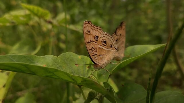 Macro shot of two male and female Junonia almana butterflies known as peacock pansy perch delicately mating in nature. love and life.