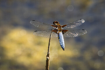 Ein männlicher Plattbauch (Libellula depressa) sitzt auf einem Halm