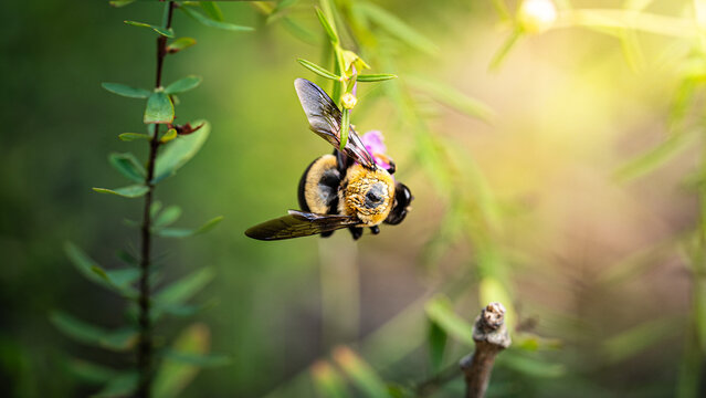 bee on a flower - Powered by Adobe