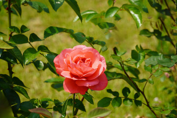 Red rose picture. My rose. Your rose