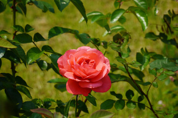Red rose picture. My rose. Your rose