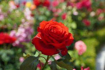 Red rose picture. My rose. Your rose