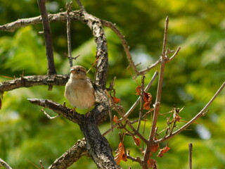Friendly bird happy bird possing on a tree