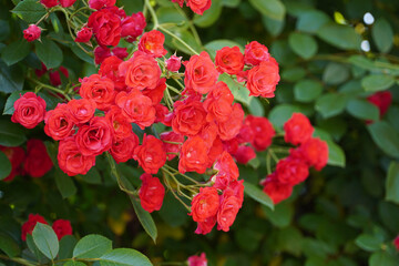 Red rose picture. My rose. Your rose