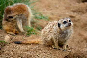 Meerkats (Suricata suricatta)