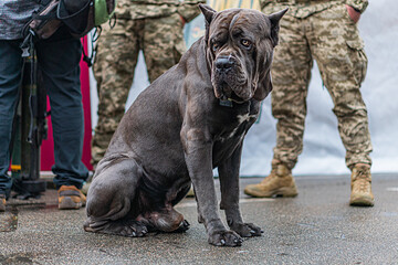 Large gray Cane Corso military dog, sitting on wet groundpavement Attentive expression Two...