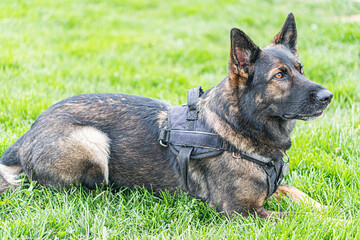 German Shepherd Dog on border duty, wearing a reflective harness with adjustable buckles and rings,...