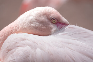 Flamingo (Phoenicopteriformes)
