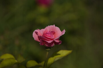 pink valentine rose at different scales