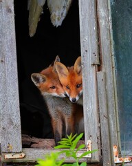 Curious little cubs of red fox - vulpes vulpes staring into the camera through the window of an old abandoned house