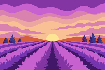 lavender field in provence