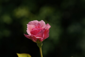pink valentine rose at different scales