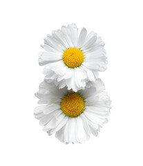Two overlapping daisies close-up isolated on a white background