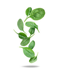 Levitation of fresh spinach leaves in the air on a white background