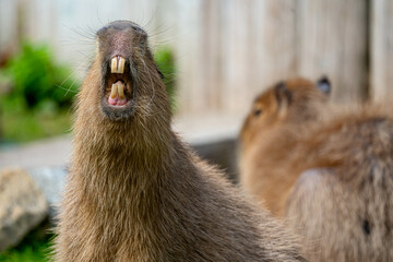 Capybara (Hydrochoerus hydrochaeris)