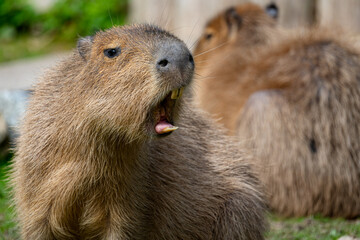 Capybara (Hydrochoerus hydrochaeris)