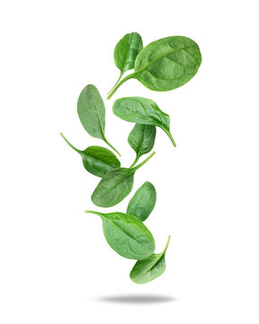 Levitation of fresh spinach leaves in the air on a white background