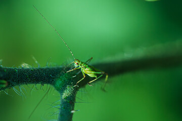 A beautiful closeup capture of a vibrant green insect perched on a plant stem in nature