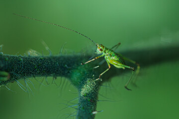 A beautiful closeup capture of a vibrant green insect perched on a plant stem in nature