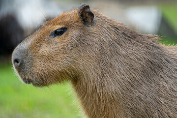 Capybara (Hydrochoerus hydrochaeris)