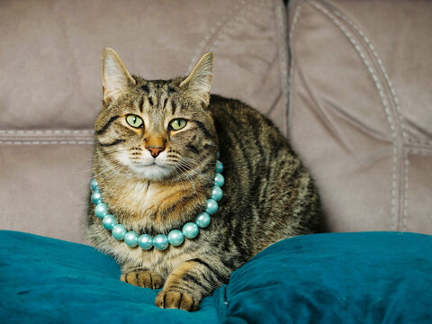 Glamor portrait of a brown tabby cat on a blue suede pillow, brown suede background out of focus. Chick model wears blue pearl necklace and emits his calm and powerful inner nature and self belief