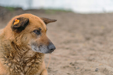 Medium-sized, shaggy tanbrown dog with a marker on one ear, posed outdoors on dirt ground in soft...