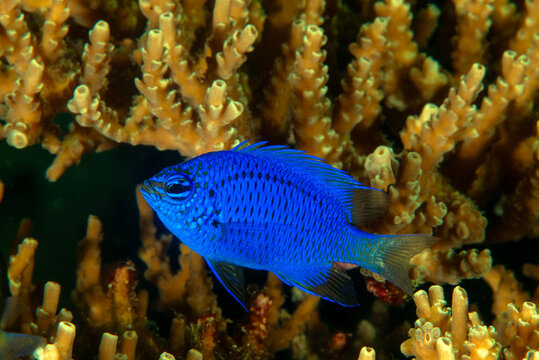 Springer's damsel Chrysiptera springeri, Raja Ampat Indonesia