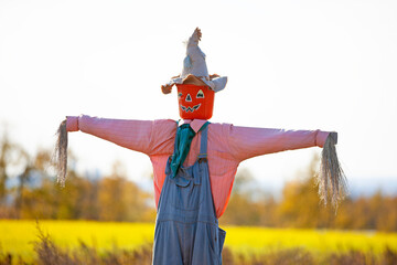 Scarecrow in field of pumpkins.