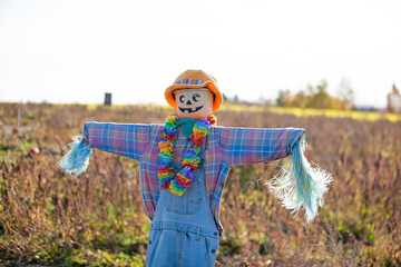 Scarecrow in field of pumpkins.
