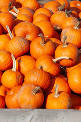Pumpkins in wooden crates at farmer's market.