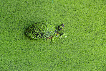 A Box Turtle, with duckweed, a fast-growing aquatic plant, covering the turtle and the water's surface.