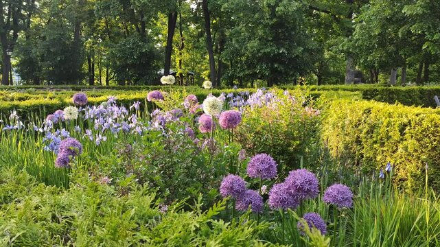 Allium Sphaerocephalon, Round-headed garlic or Drumstick allium plants in bloom. Summer park. Floral decoration. 