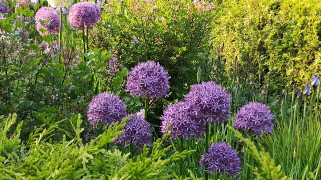 Allium Sphaerocephalon, Round-headed garlic or Drumstick allium plants in bloom. Summer park. Floral decoration. 