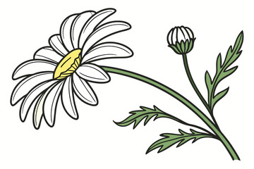 Daisy blooms, alongside a daisy bud, create a pleasant spring or summer floral aesthetic
