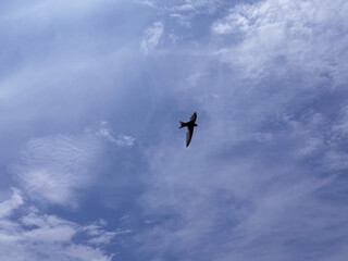 Bird swallow flying in sky 