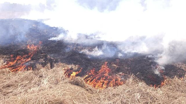 Stubble Burning in India( Parali burning), also known as stubble or straw burning, is the practice of setting fire to crop residue left after harvesting, primarily in agricultural regions of India. Th