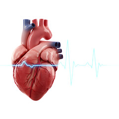 Realistic 3D Render of a Human Heart with ECG Waveform on Transparent Background