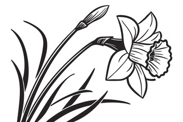 Black and white daffodil displays an elegant floral design with a stem and leaves