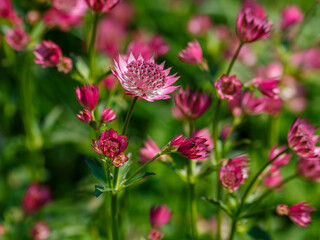 Astrantia major ( Latin- Astrantia major ), is a herbaceous plant ; a species of the genus Astrantia of the family Apiaceae