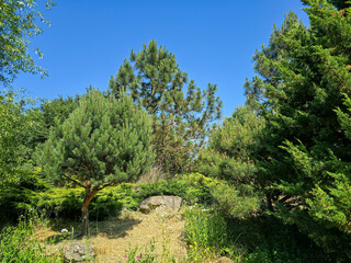 Fototapeta premium Botanical Oasis A Symphony of Blooming Nature